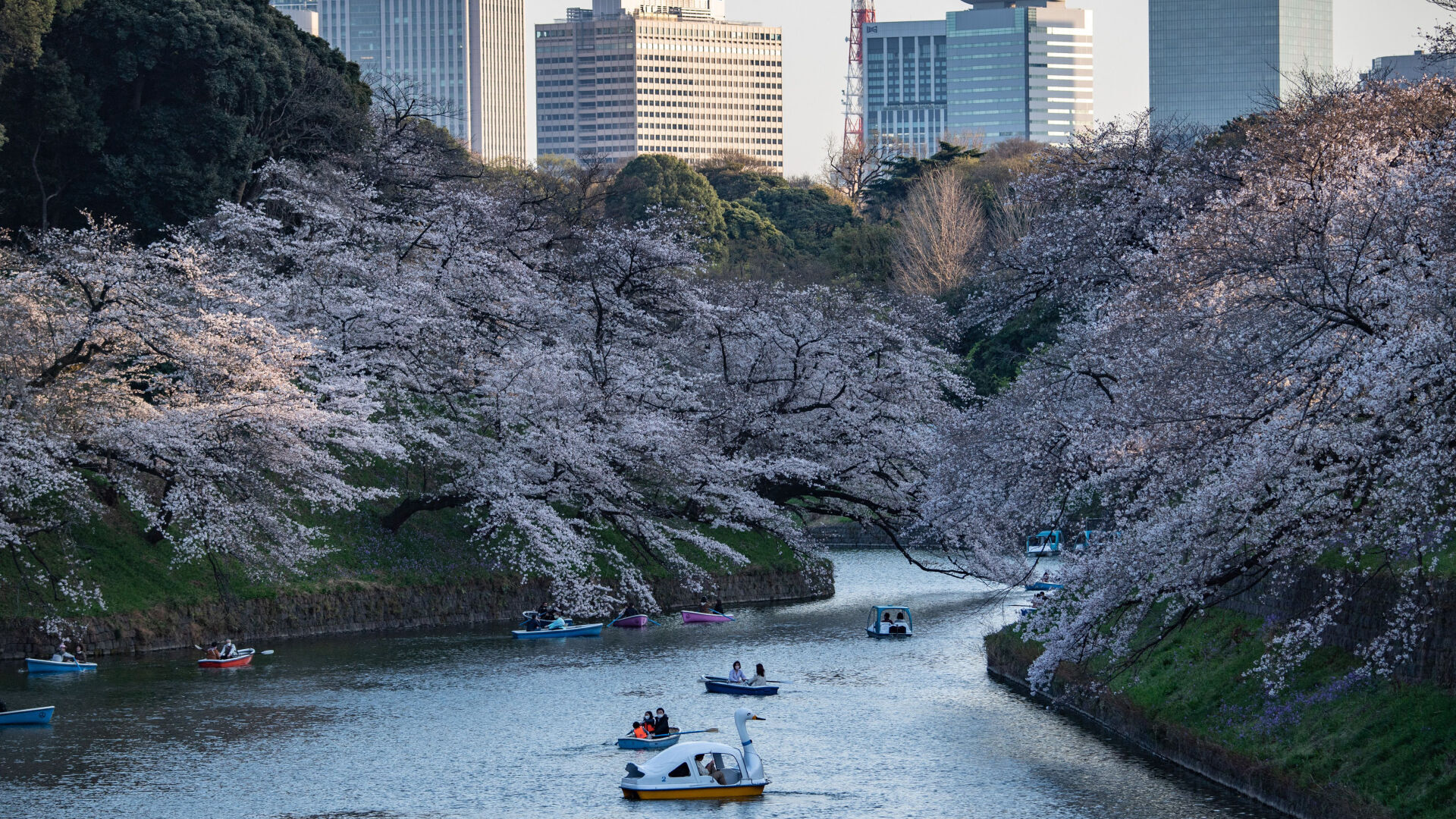 Japan cherry blossoms